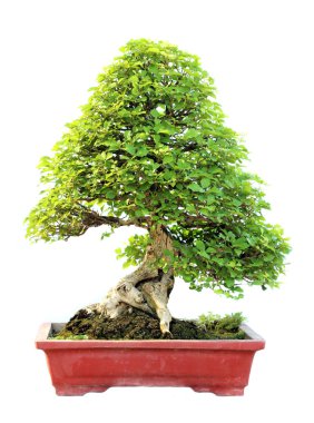 Beyaz arka plan üzerinde izole bir tencerede açelya bonsai ağacı.