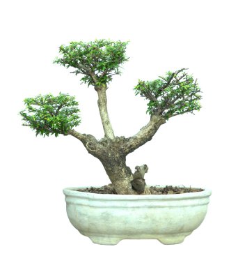 Beyaz arka plan üzerinde izole bir tencerede açelya bonsai ağacı.