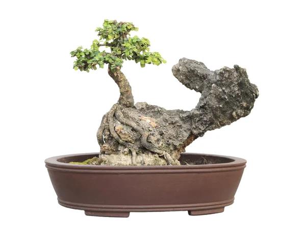 Der Azalee-Bonsai-Baum in einem auf weißem Hintergrund isolierten Topf. — Stockfoto