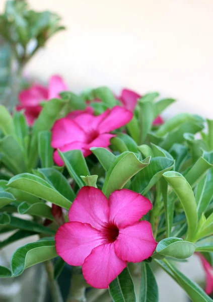 Roze azalea bloemen maken een prachtige — Stockfoto