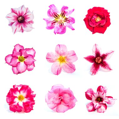 açelya çiçek kümesi