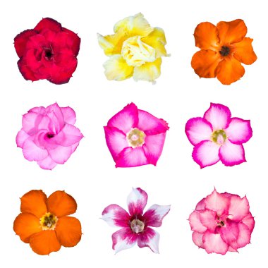 açelya çiçek kümesi