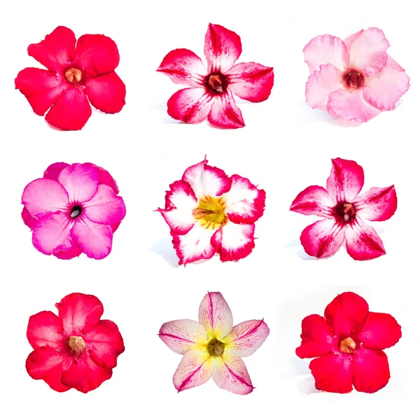 Set van azalea bloemen — Stockfoto