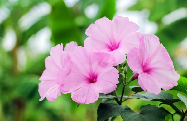 Pink morning glory beautiful flowers — Stock Photo, Image