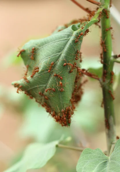 개미 둥지 녹색 나무의 잎을 함께 참여 하 여 만든 — 스톡 사진
