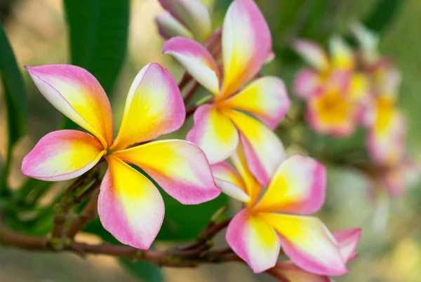 Filialer av tropiska blommor frangipani (plumeria)) — Stockfoto