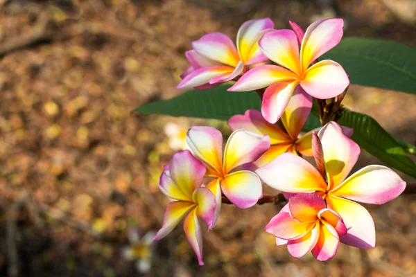 Oddział tropikalnych kwiatów frangipani (plumeria) — Zdjęcie stockowe