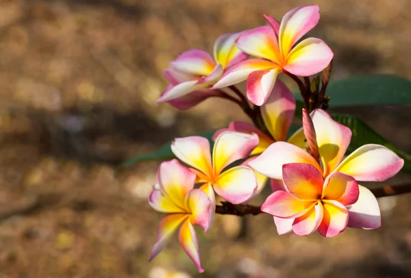 Branch of tropical flowers frangipani (plumeria) — Stock Photo, Image