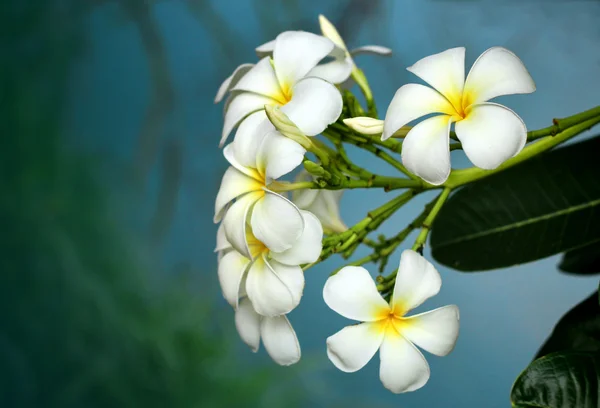Filialer av tropiska blommor frangipani (plumeria)) — Stockfoto
