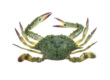 Blue swimmer crab isolated 