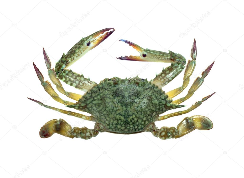 Blue swimmer crab isolated 