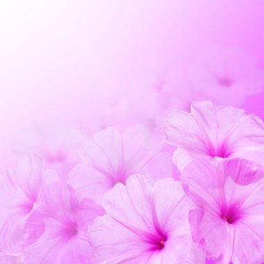 çiçek background. sabah zafer çiçek