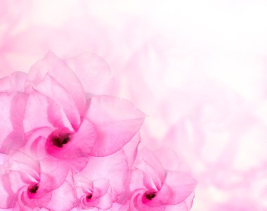 çiçek background. pembe açelya çiçekleri 