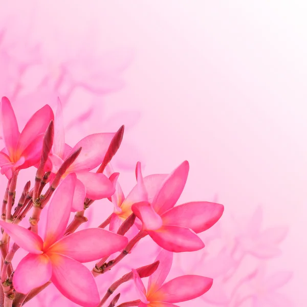 Kwiat tło. plumeria różowe kwiaty — Zdjęcie stockowe