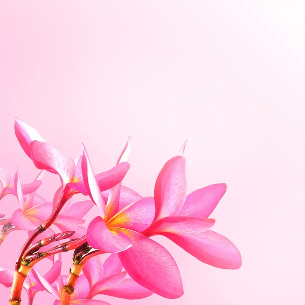 Květinové pozadí. květy růžové plumeria — Stock fotografie