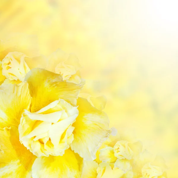 花背景。黄杜鹃花朵 — 图库照片