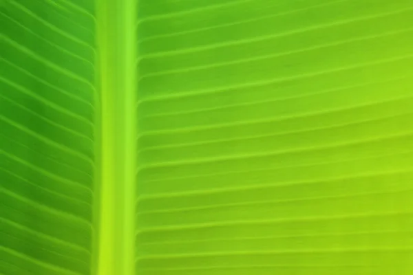 Tekstura tło banana Leaf — Zdjęcie stockowe