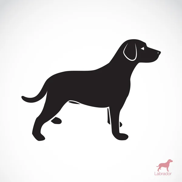 Vector afbeelding van een hond labrador — Stockvector