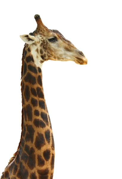 Cara de cabeça de girafa — Fotografia de Stock