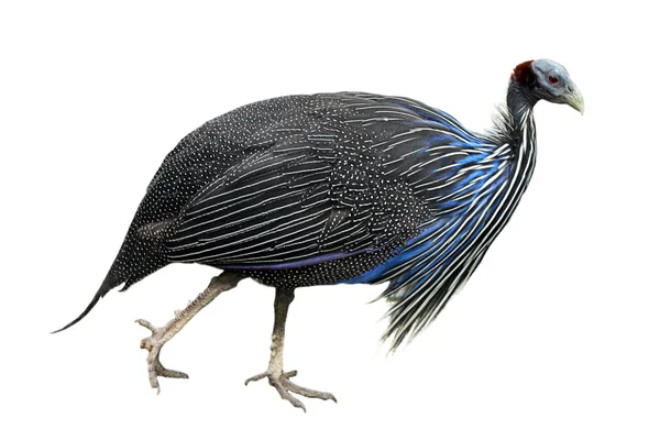 Imagen de guineafowl vulturino — Foto de Stock