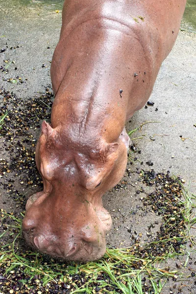 Hippo comer grama — Fotografia de Stock