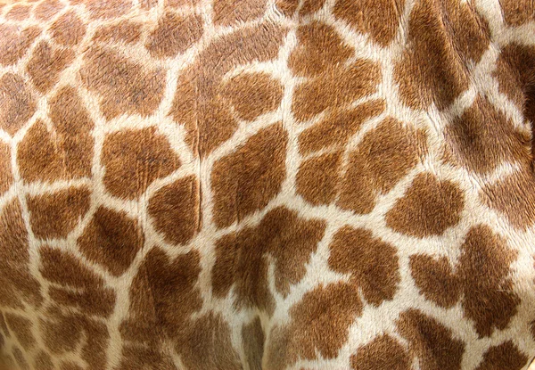 Genuine leather skin of giraffe — Stock Photo, Image