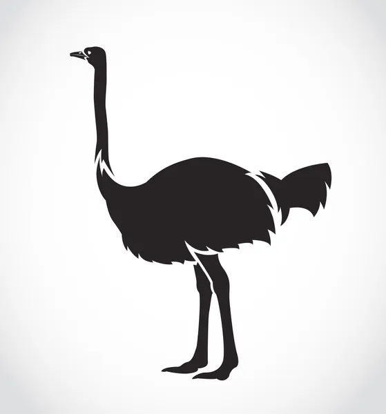 Векторное изображение страуса — стоковый вектор