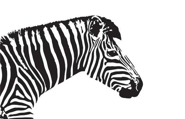 Векторное изображение головки зебры — стоковый вектор