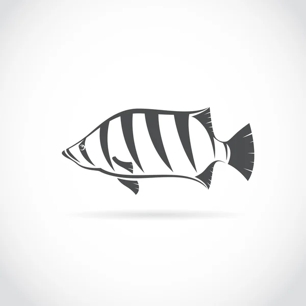 Vector image of an fish (Siamese tiger fish) — Stock Vector