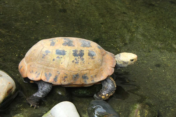 Foto van schildpad in chiang mai dierentuin — Stockfoto