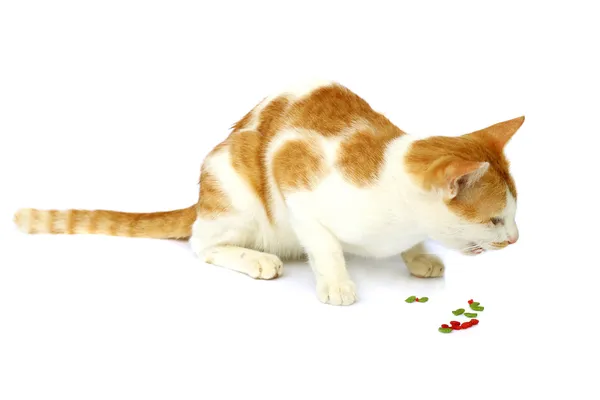 Image de chat à manger des aliments pour chats — Stockfoto