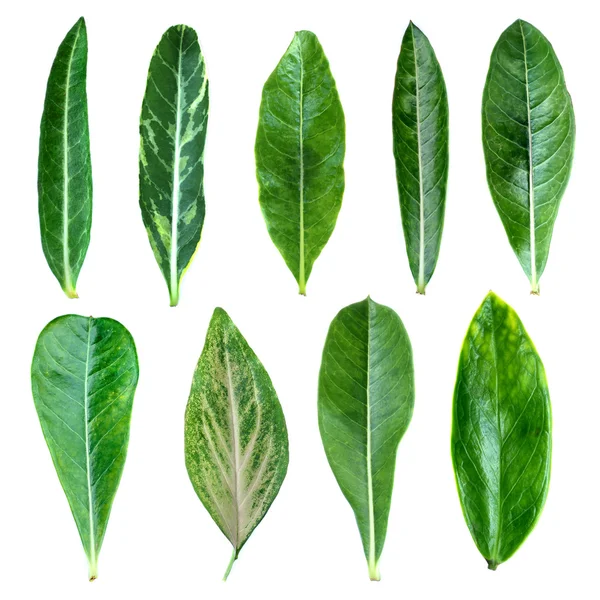 Gruppo di foglie verdi — Foto Stock