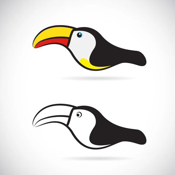 Vektorbilder av näshornsfåglar — Stock vektor