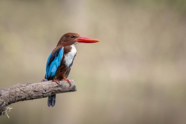 Beyaz boğazlı Kingfisher 'ın (Halcyon Smyrnesis) doğa arka planındaki görüntüsü. Kuş. Hayvanlar.