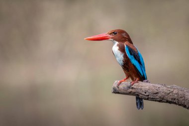 Beyaz boğazlı Kingfisher 'ın (Halcyon Smyrnesis) doğa arka planındaki görüntüsü. Kuş. Hayvanlar.