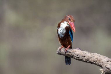 Beyaz boğazlı Kingfisher 'ın (Halcyon Smyrnesis) doğa arka planındaki görüntüsü. Kuş. Hayvanlar.