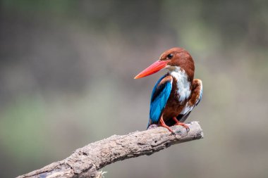 Beyaz boğazlı Kingfisher 'ın (Halcyon Smyrnesis) doğa arka planındaki görüntüsü. Kuş. Hayvanlar.
