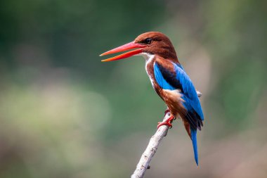 Beyaz boğazlı Kingfisher 'ın (Halcyon Smyrnesis) doğa arka planındaki görüntüsü. Kuş. Hayvanlar.