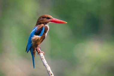 Beyaz boğazlı Kingfisher 'ın (Halcyon Smyrnesis) doğa arka planındaki görüntüsü. Kuş. Hayvanlar.