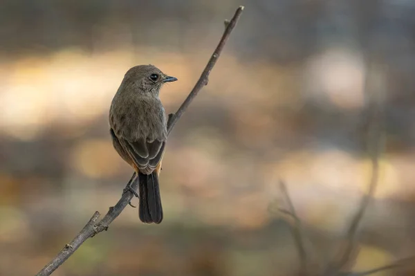 Εικόνα Του Ασιατικού Καφέ Flycatcher Muscicapa Dauurica Υποκατάστημα Στο Φόντο — Φωτογραφία Αρχείου