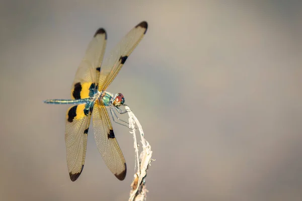 Изображение Variegated Flutterer Dragonfly Rhyothemis Variegata Природном Фоне Насекомое Животное — стоковое фото