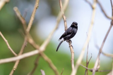 Doğa arka planında Pied Bushchat Bird (Saxicola caprata) resmi. Kuş. Hayvanlar.