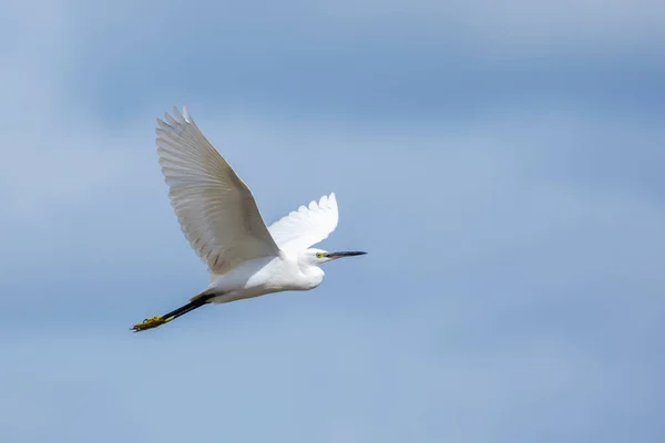 Imagem Heron Bittern Egret Voando Céu Pássaro Branco Animais — Fotografia de Stock