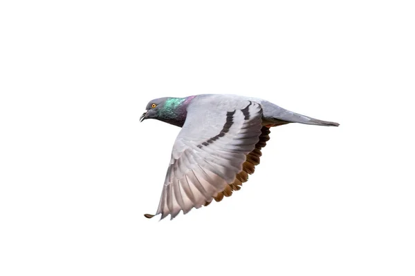 Beyaz Arka Planda Uçan Güvercin Görüntüsü Kuş Hayvanlar — Stok fotoğraf
