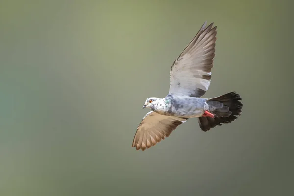 Beeld Van Duiven Die Vliegen Achtergrond Van Natuur Vogel Dieren — Stockfoto