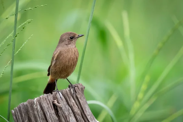 Εικόνα Του Ασιατικού Καφέ Flycatcher Muscicapa Dauurica Στο Κούτσουρο Στο — Φωτογραφία Αρχείου