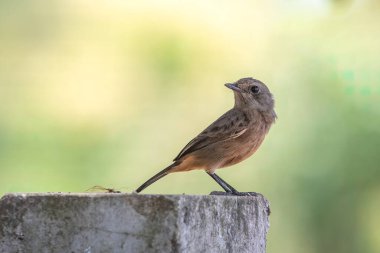 Doğanın arka planında Asyalı Brown Flycatcher (Muscicapa dauurica) resmi. Kuş. Hayvanlar.