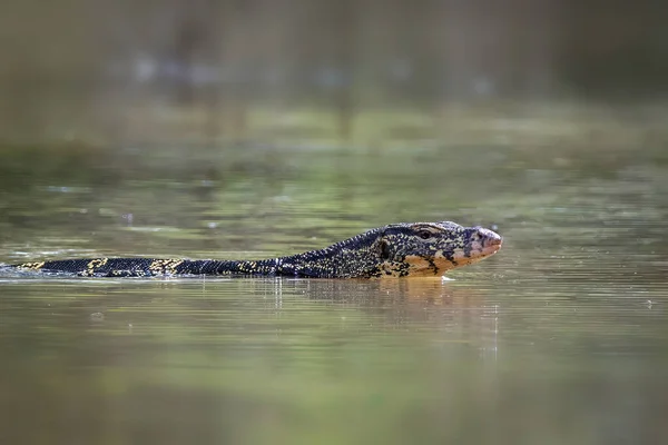 Monitor Agua Asiático Varanus Salvator Está Nadando Río Animales Reptiles —  Fotos de Stock