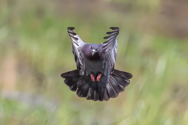 Bild Der Taube Fliegen Auf Der Natur Hintergrund Vogel Tiere — Stockfoto