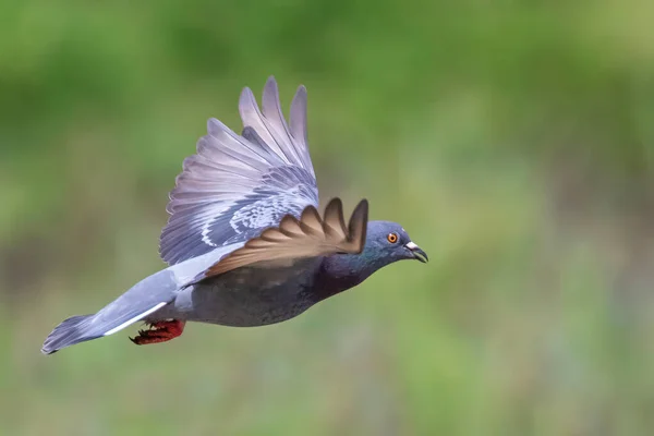 Doğada Uçan Güvercin Görüntüsü Kuş Hayvanlar — Stok fotoğraf